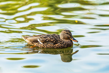 Ducks swimming in the city park lake. Beautiful sunny autumn day. Close up, shallow depths of the field
