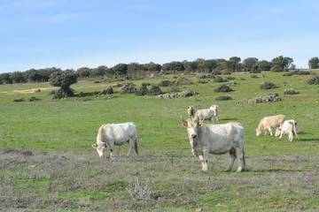Fototapeta na wymiar Group of cows in a Spanish field in Salamanca, Spain