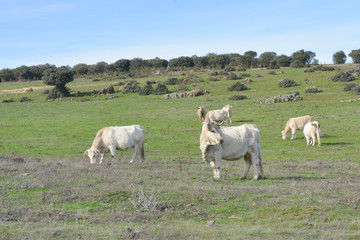 Fototapeta na wymiar Group of cows in a Spanish field in Salamanca, Spain.