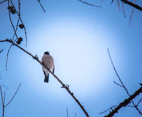 reddish chest bullfinch on a winter day
