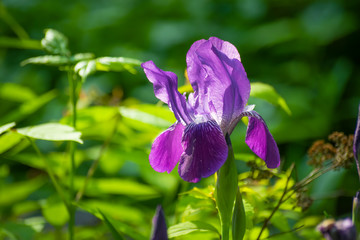 Blooming iris on a summer day outdoors