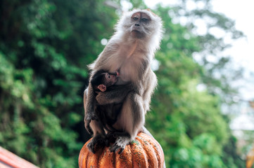 Monkey with child near Batu caves in Kuala Lumpur. December, 26, 2019