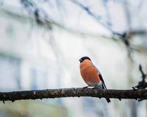 reddish chest bullfinch on a winter day