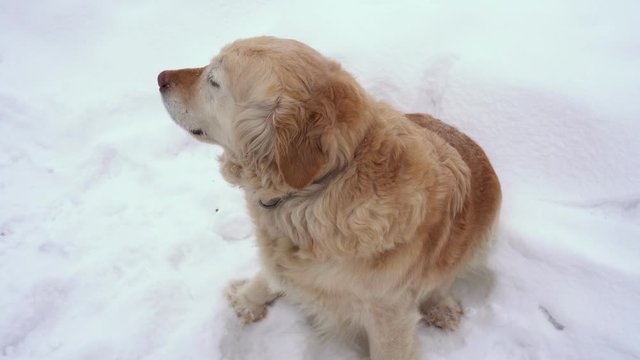 A white Golden Retriever dog sits under a tree in a snowy winter forest. The snow is falling. Winter fairy-tale day.