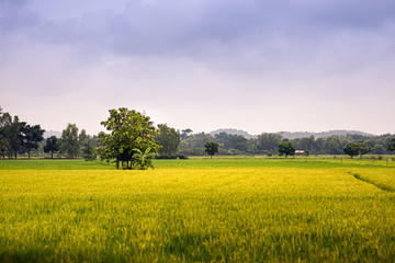 A yellow hut in a rice field
