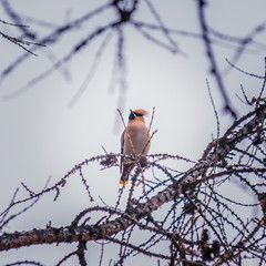 Bird waxwing in early spring