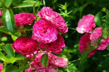 Red Roses on a bush in a garden. Nature. Spring. Valentine's Day, mothers Day.