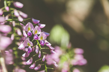 Closeup of pink flower clusters of an Wisteria in full bloom in spring. Beautiful Nature Scene with Blooming Tree and Sun Flare. Shallow depth of field