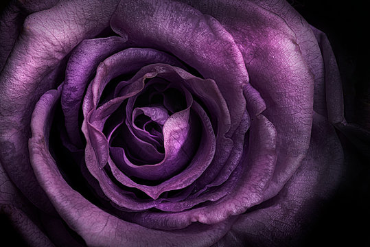 Deep Purple Rose 