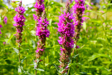 Lupine field with pink purple and blue flowers. Bunch of lupines summer flower background.