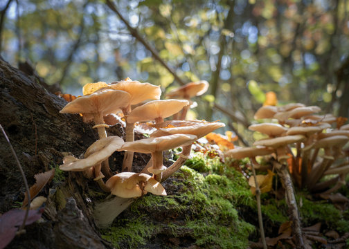 Group of chiodini mushrooms at the base of a tree in the mountains of the Alps, backlit from below.