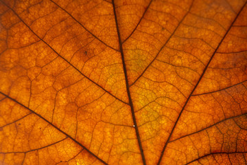 Naklejka na ściany i meble Detail of an autumnal tree leaf. Fall textures