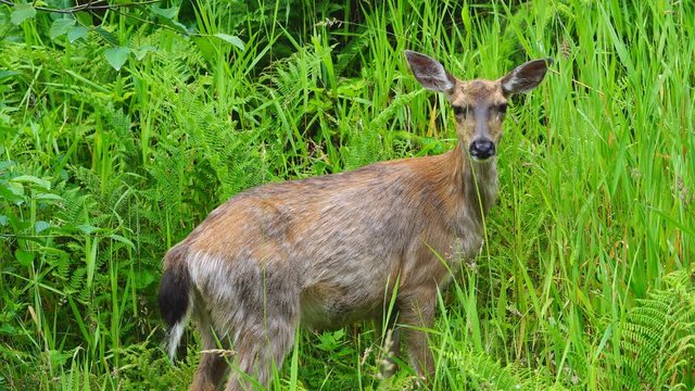 Blacktail Deer in Alaska