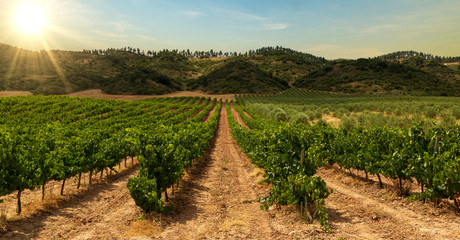 Vineyard on the road to Santiago de Navarra
