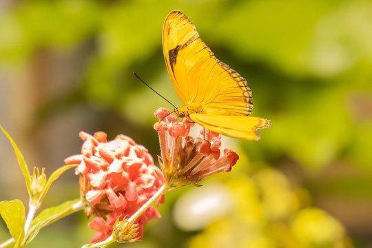 Closeup of a Sleepy Orange ( Eurema nicippe) Butterfly on Cluster of Red Flowers