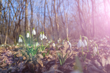 First snowdrops in the forest.