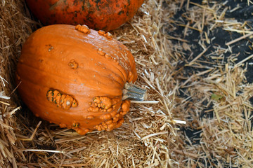 A orange bumpy pumpkin