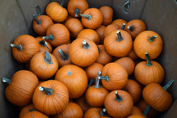 Been full of orange pumpkins