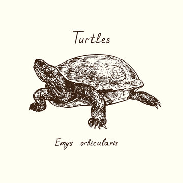 Tutles collection, Emys Orbicularis (European pond turtle), hand drawn doodle, drawing sketch in gravure style, vector illustration