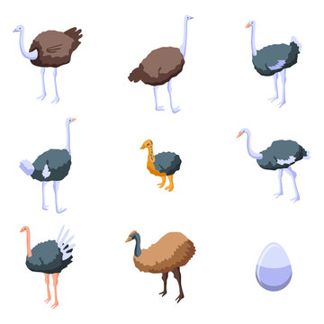 Ostrich icons set. Isometric set of ostrich vector icons for web design isolated on white background
