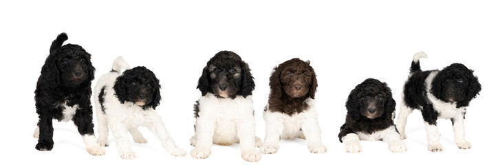 Panorama of a Harlequin Poodle puppy family with black, brown and white fur isolated on a white background, six puppies