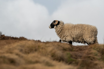 Sheep Standing on Ilkley Moor
