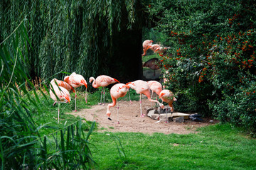 flock of pink flamingos © iredman