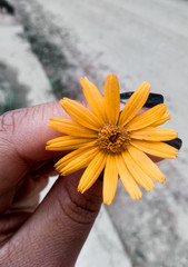 Flor tipo girassol