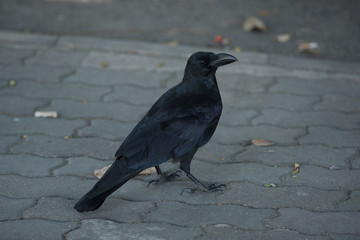crow in town