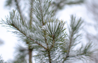 pine branch under a layer of snow