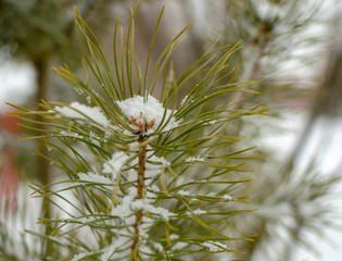 pine branch under white snow