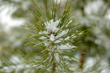 pine branch under white snow	