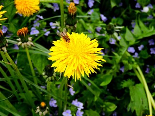 bee on the dandelion