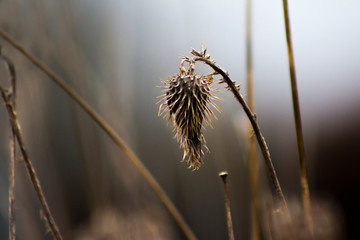 grass on a background