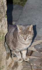 Mirada