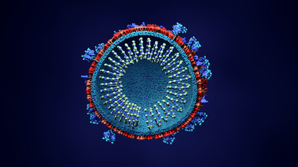 Inside look Virus, Coronavirus, respiratory virus, SARS, MERS Here the virus is sliced open to show...