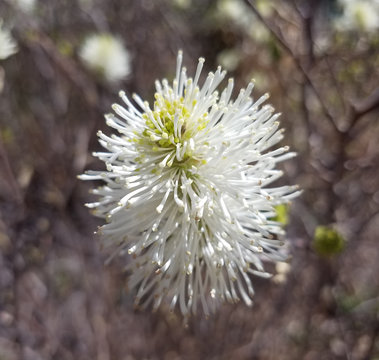 Close-up on a blooming white flower in spring