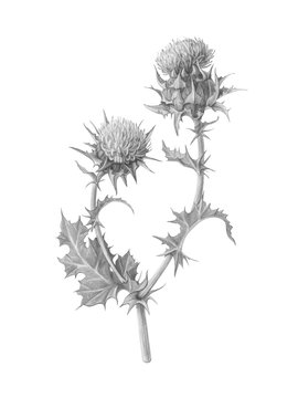 Milk Thistle Hand Drawn Pencil Illustration Isolated on White with Clipping Path