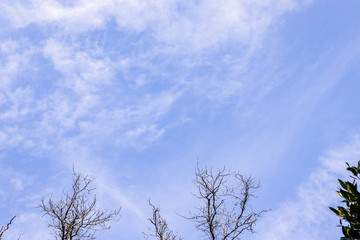 The image of a blue sky with a dry wood leg