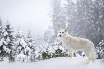 Fototapeta na wymiar White Swiss Shepherd Dog in winter