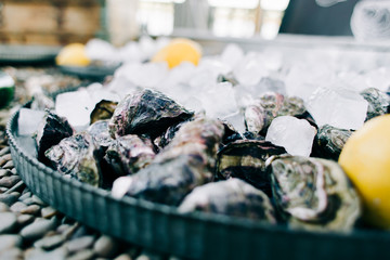 fresh oyster meat in a plate with ice and lemon slices at a street market