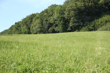 Obraz na płótnie Canvas trees at edge of field