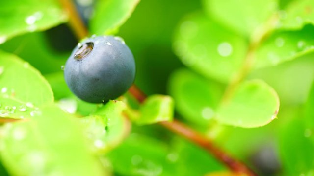 Blueberry (Vaccinium corymbosum) bush growing wild in Alaska
