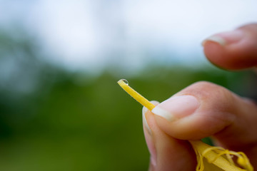 Holding honeysuckle pistil with nectar