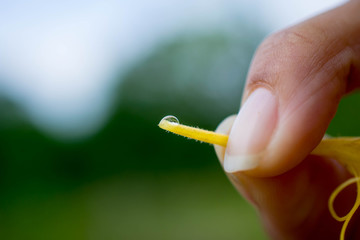 Holding honeysuckle pistil with nectar