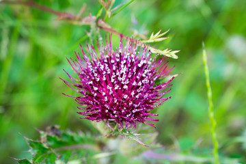 Wild purple thistle