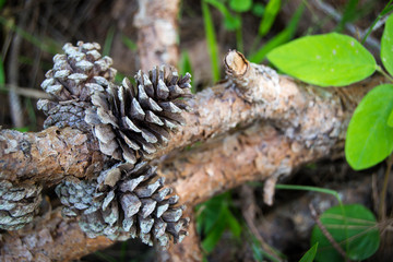 Wild pinecones on a branch