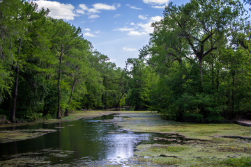 Fototapeta na wymiar Vibrant river with green trees
