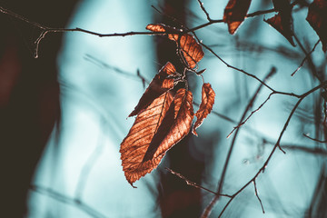 butterfly on leaf