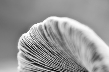 Macro Mushroom Photography
